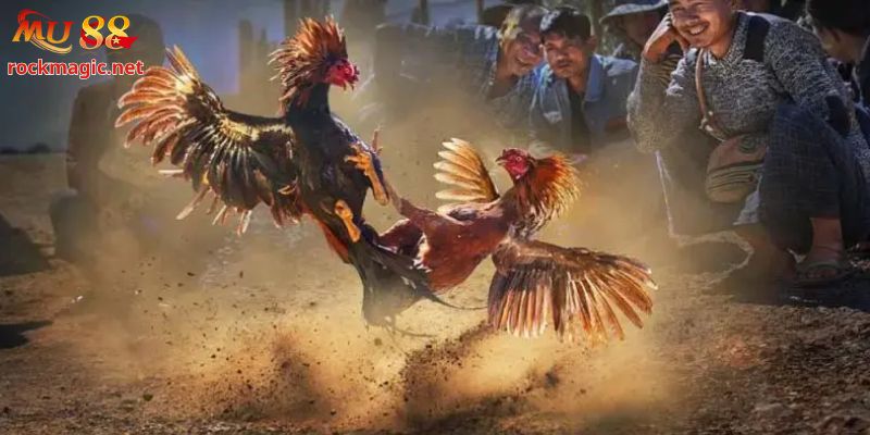 Độ trễ thấp chơi bắt kèo rung đặt cược trực tiếp chính xác hơn
